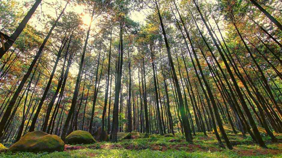 Hutan pinus Citamiang